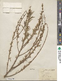 Salix nigra image