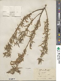 Salix nigra image