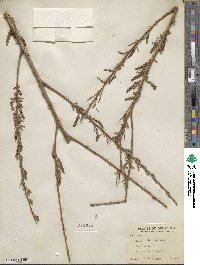 Salix nigra image