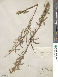 Salix nigra image