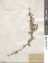 Salix nigra image