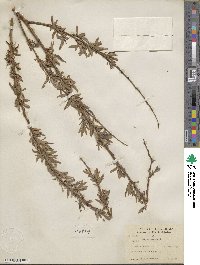 Salix nigra image