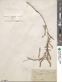 Salix nigra image