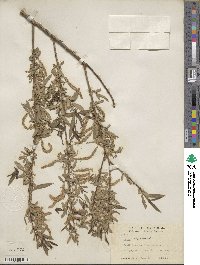 Salix nigra image