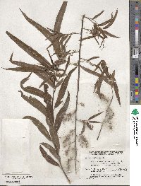 Salix nigra image