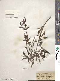 Salix nigra image