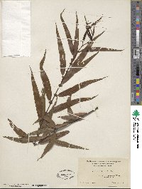 Salix nigra image