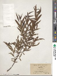 Salix nigra image