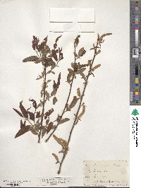 Salix nigra image