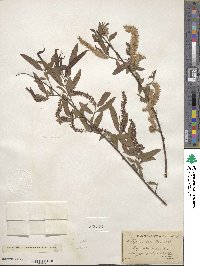 Salix nigra image