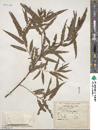 Salix nigra image