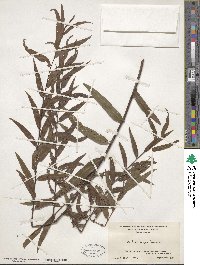 Salix nigra image