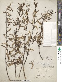 Salix nigra image