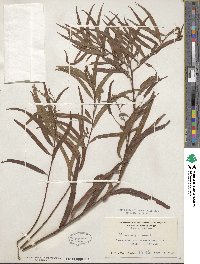 Salix nigra image