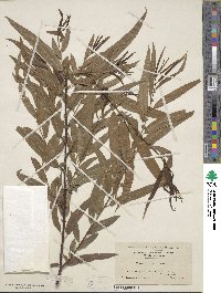 Salix nigra image