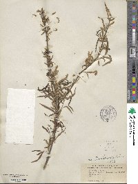 Salix nigra image