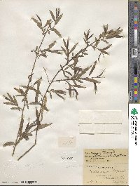 Salix nigra image