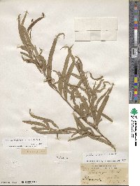Salix nigra image