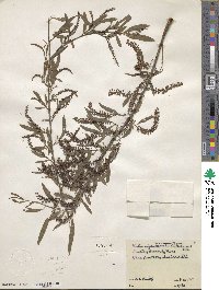 Salix nigra image