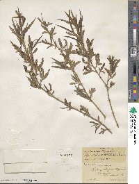 Salix nigra image