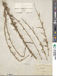 Salix nigra image