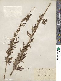 Salix nigra image