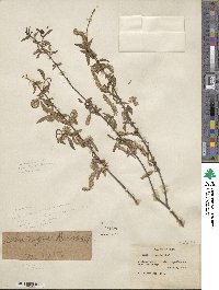 Salix nigra image