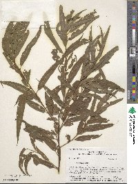 Salix nigra image