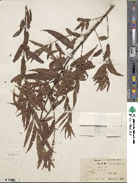 Salix nigra image