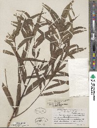 Salix nigra image