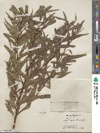 Salix nigra image