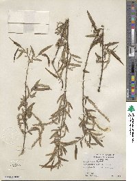 Salix nigra image