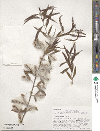 Salix nigra image