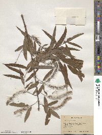 Salix nigra image