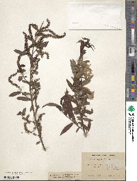 Salix nigra image