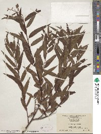 Salix nigra image