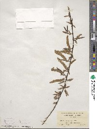 Salix nigra image