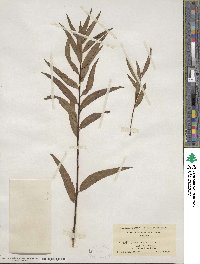 Salix nigra image