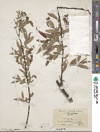 Salix nigra image