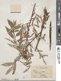 Salix nigra image