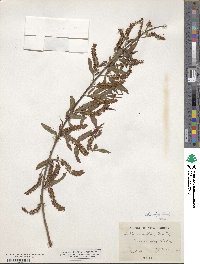 Salix nigra image