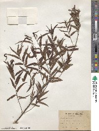 Salix nigra image