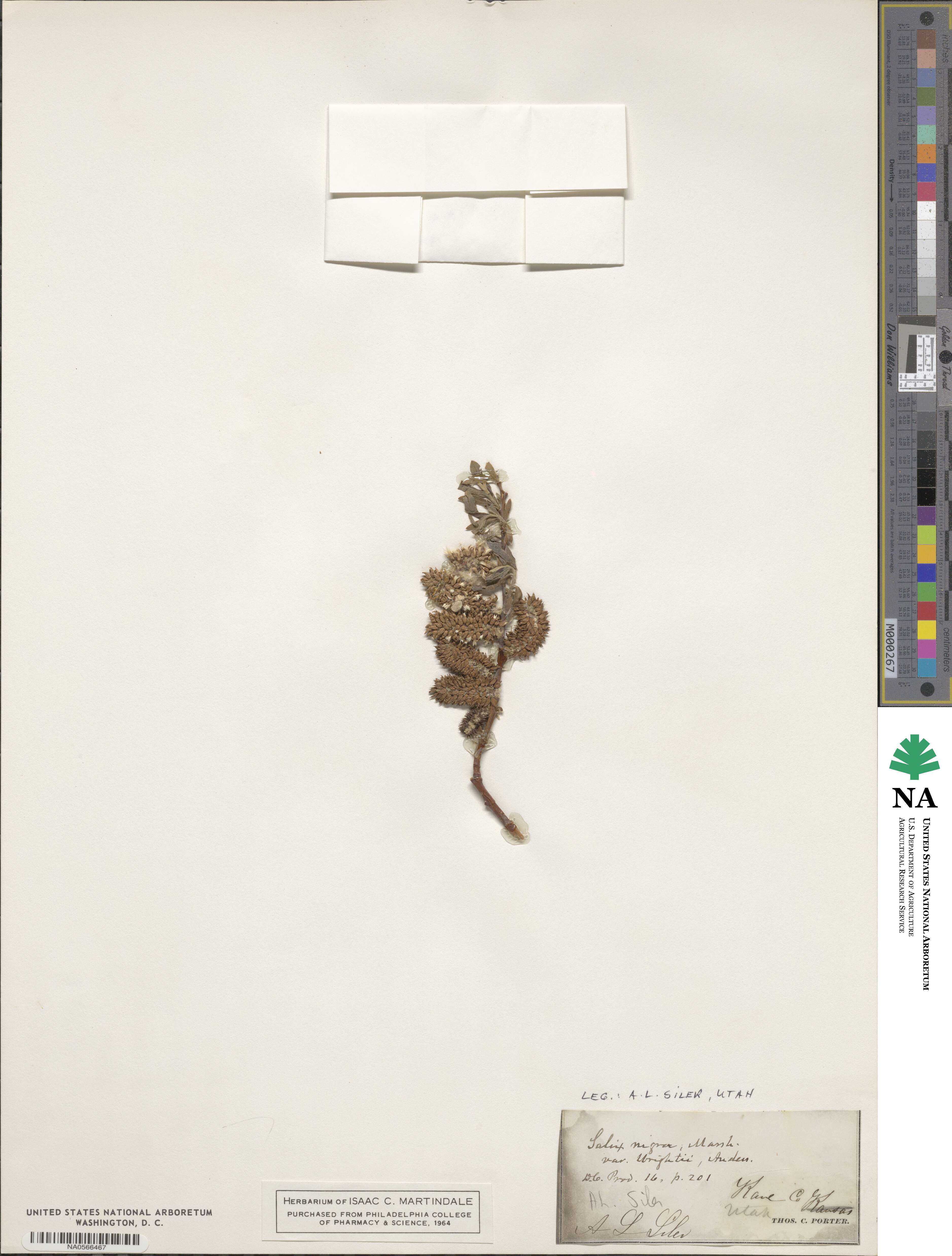 Salix nigra image