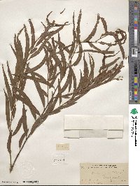 Salix nigra image