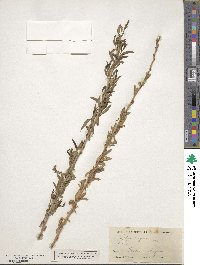 Salix nigra image