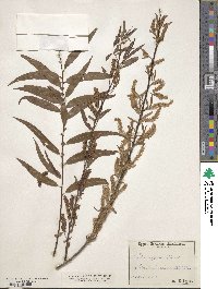 Salix nigra image