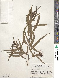 Salix nigra image