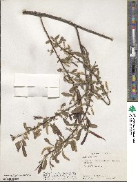 Salix nigra image