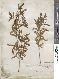 Salix nigra image