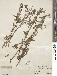 Salix nigra image